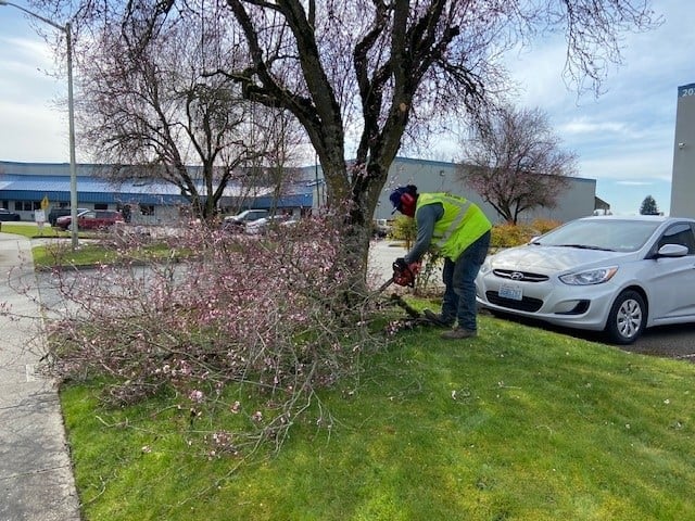 Photo of a man in a business park using a chainsaw on branches from a cherry tree on the ground.